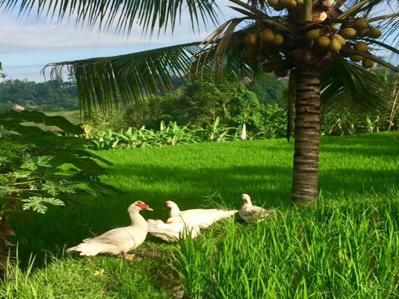 Bisma Cottages Ubud Kültér fotó