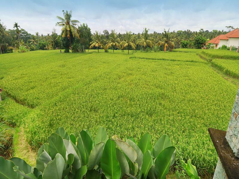Bisma Cottages Ubud Kültér fotó
