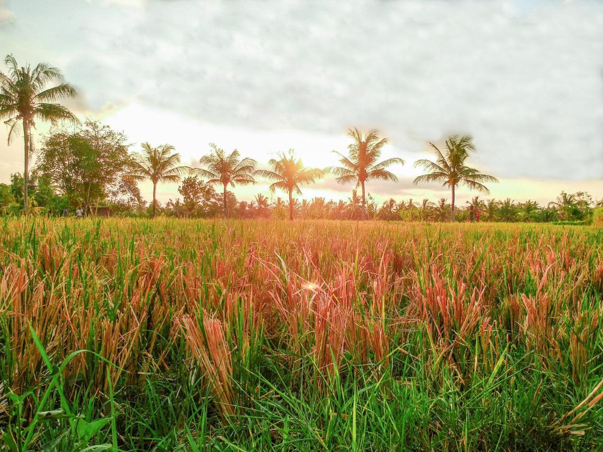 Bisma Cottages Ubud Kültér fotó